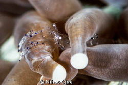 shrimp having massage in "Anemone massage saloon"... by Nihat Cine 